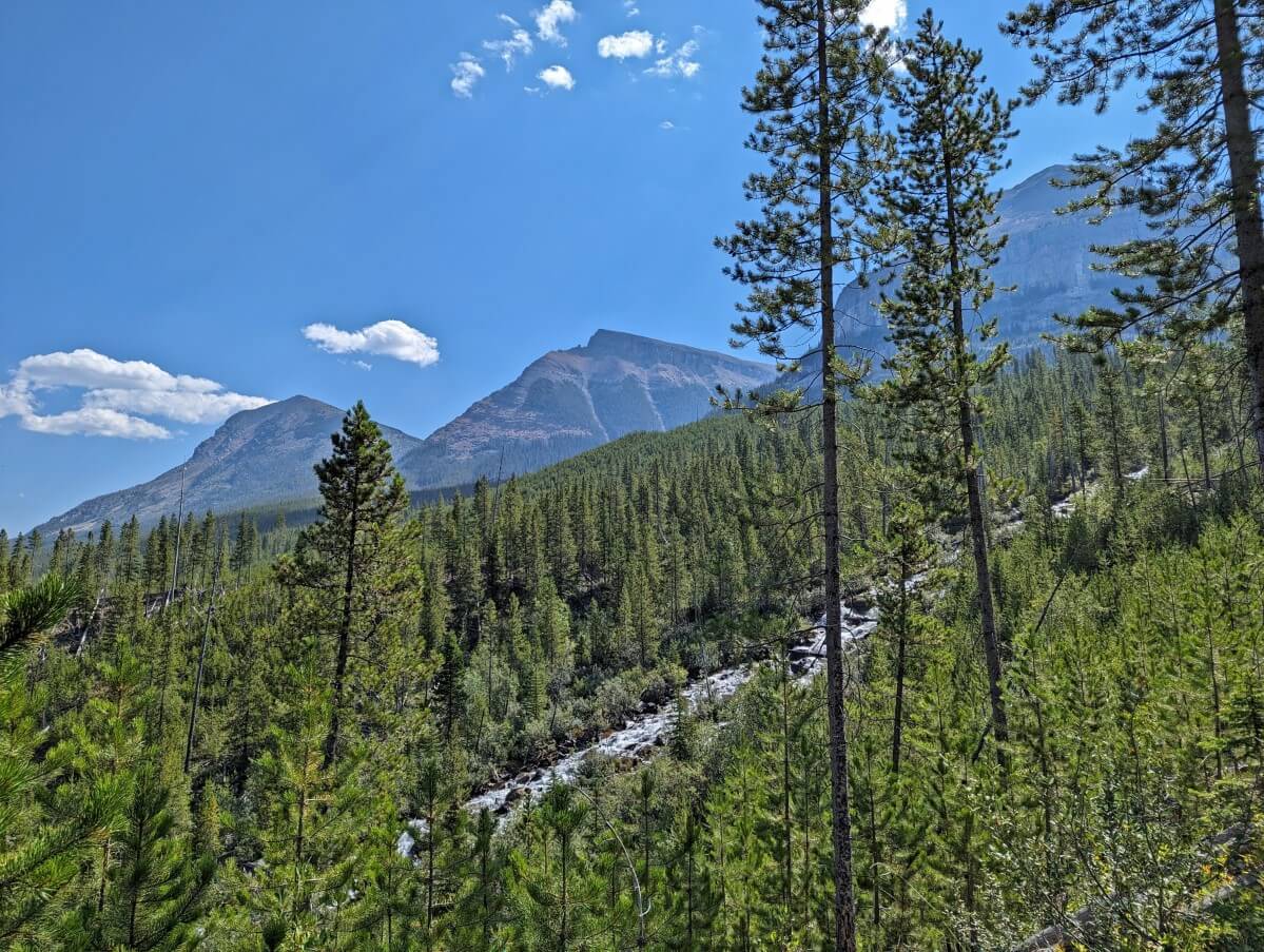 Looking through trees to creek cascading down hillside at approx 45 degree angle