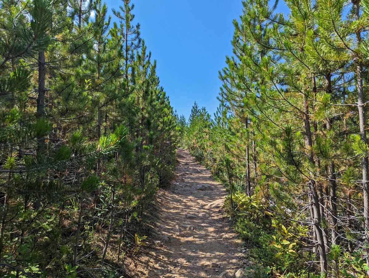 Looking up dirt Stanley Glacier Trail bordered by small trees, the path is ascending