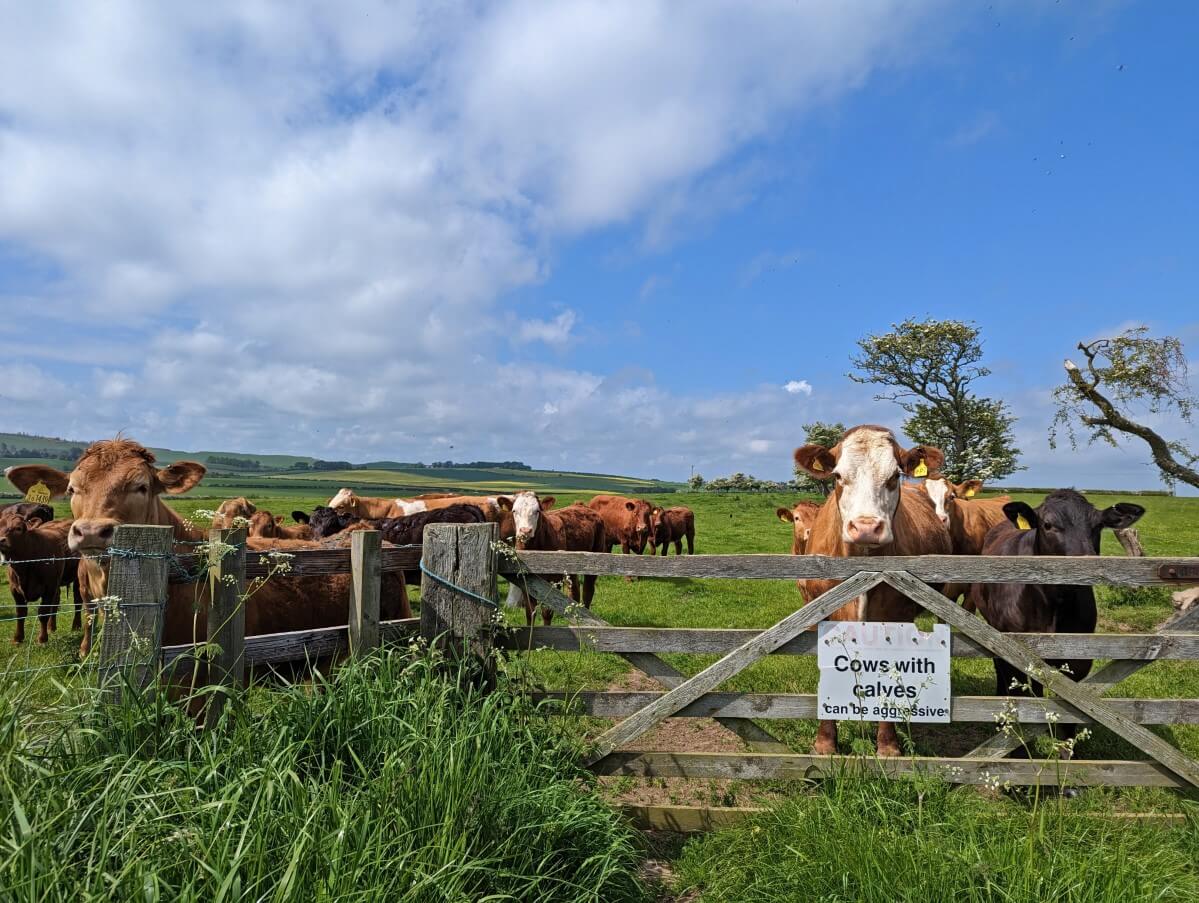 A group of brown cows peek over wooden fence with sign stating 'Cows with calves can be aggressive'