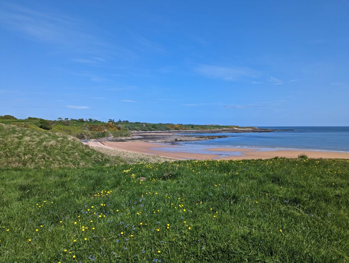 Flower dotted grass in front of sandy beach and calm ocean on Northumberland Coast
