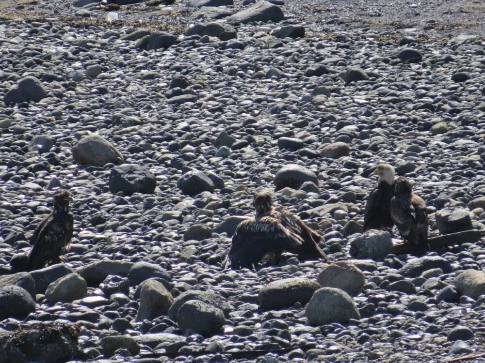 Close up of group of eagles on pebble beach on Alert Bay