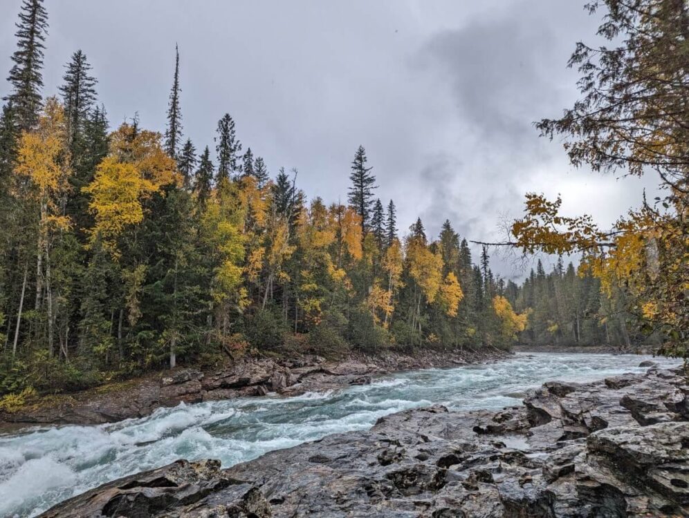 Looking upstream of Baileys Chute, a powerful series of rapids surrounded by forest. Some of the trees are yellow (autumn colours)