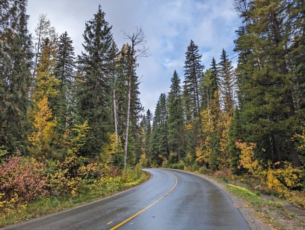 Vehicle view of Wells Gray Corridor road in autumn, with road surface shiny with rain and lined with trees (some are autumnal yellow)