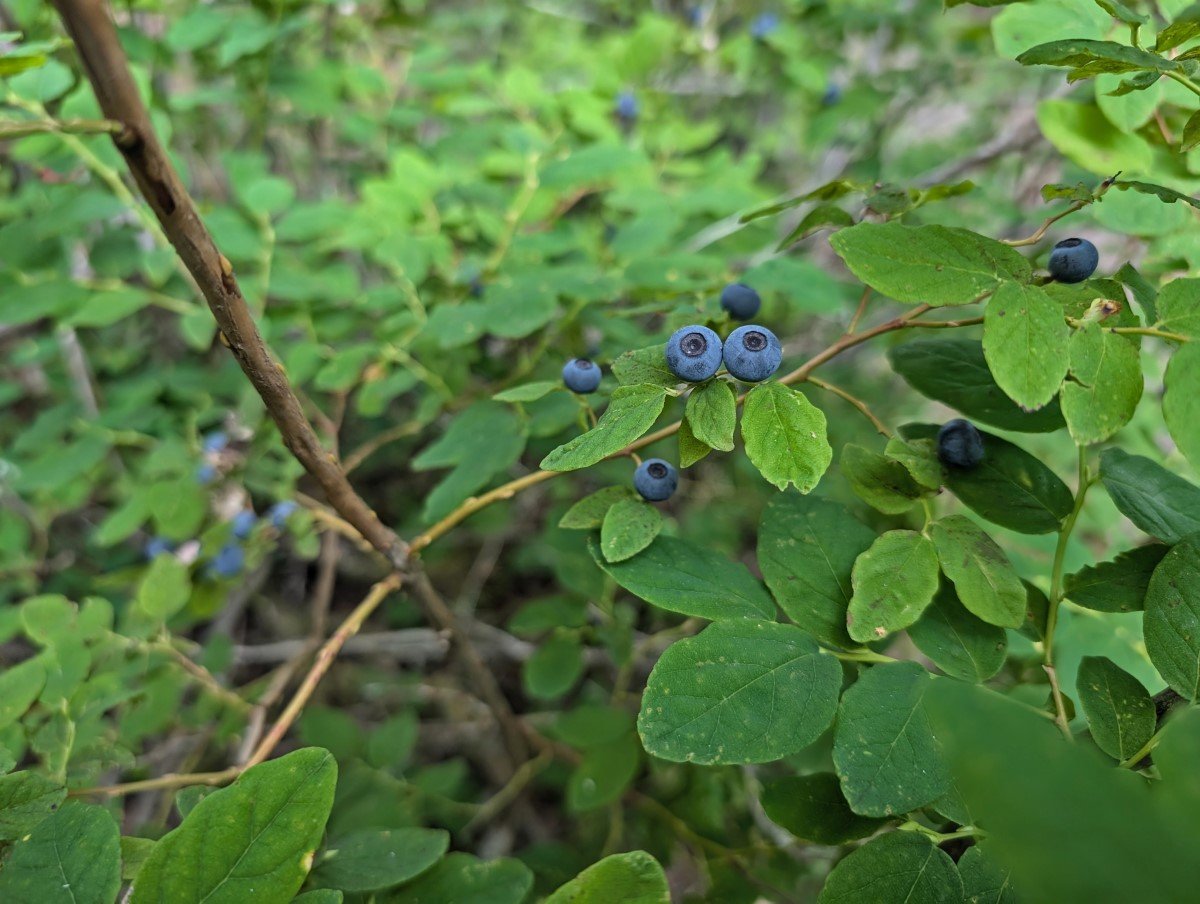 Close up of wild blueberries growing on plant in Wells Gray Provincial Park