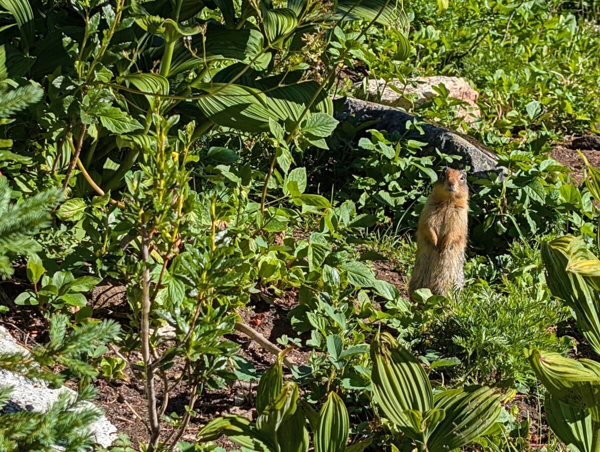 Close up of ground squirrel standing on its hind legs in meadow area in Little Peters Lake Campground