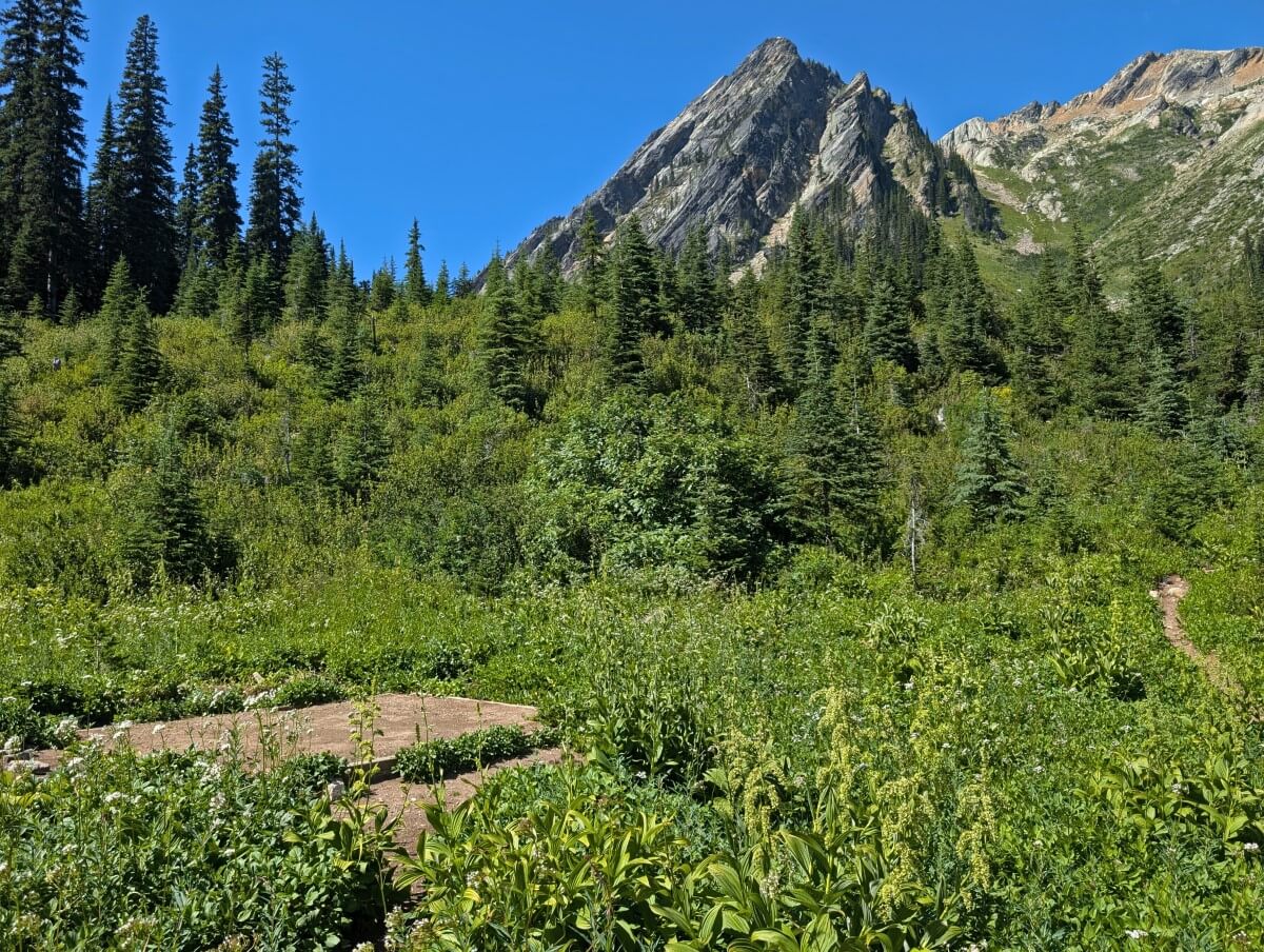 Dirt framed tent pad in subalpine landscape with small trees and shrubs. There is a jagged mountain in the background