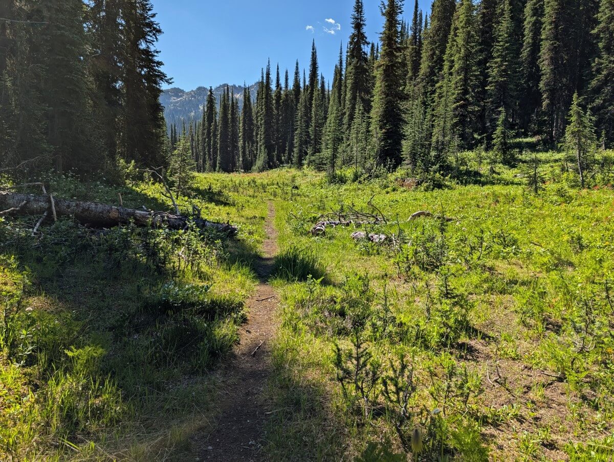 Subalpine meadows area lined by forest with dirt path running through