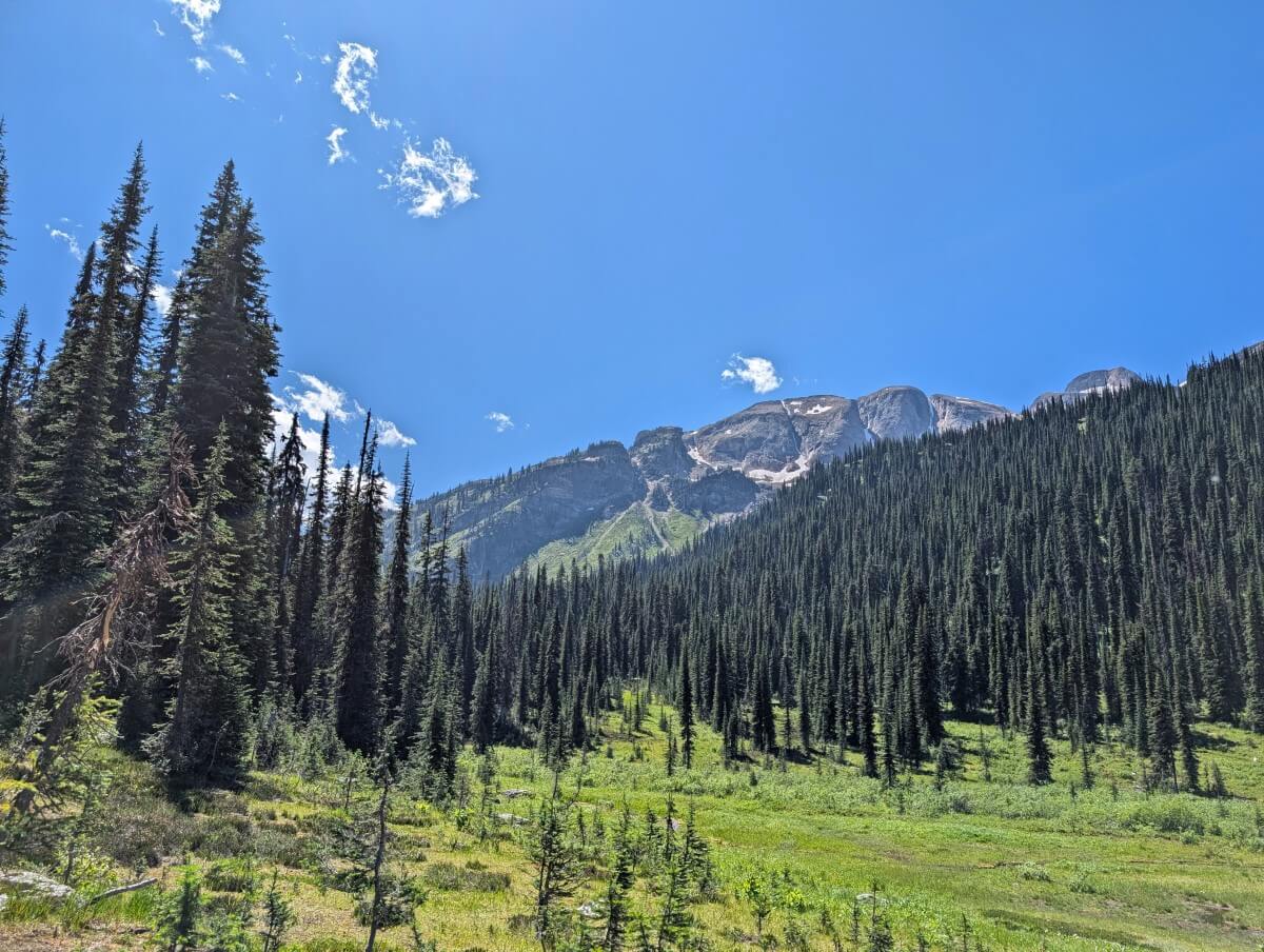View across alpine meadows towards Mount Fosthall, with forested slope below