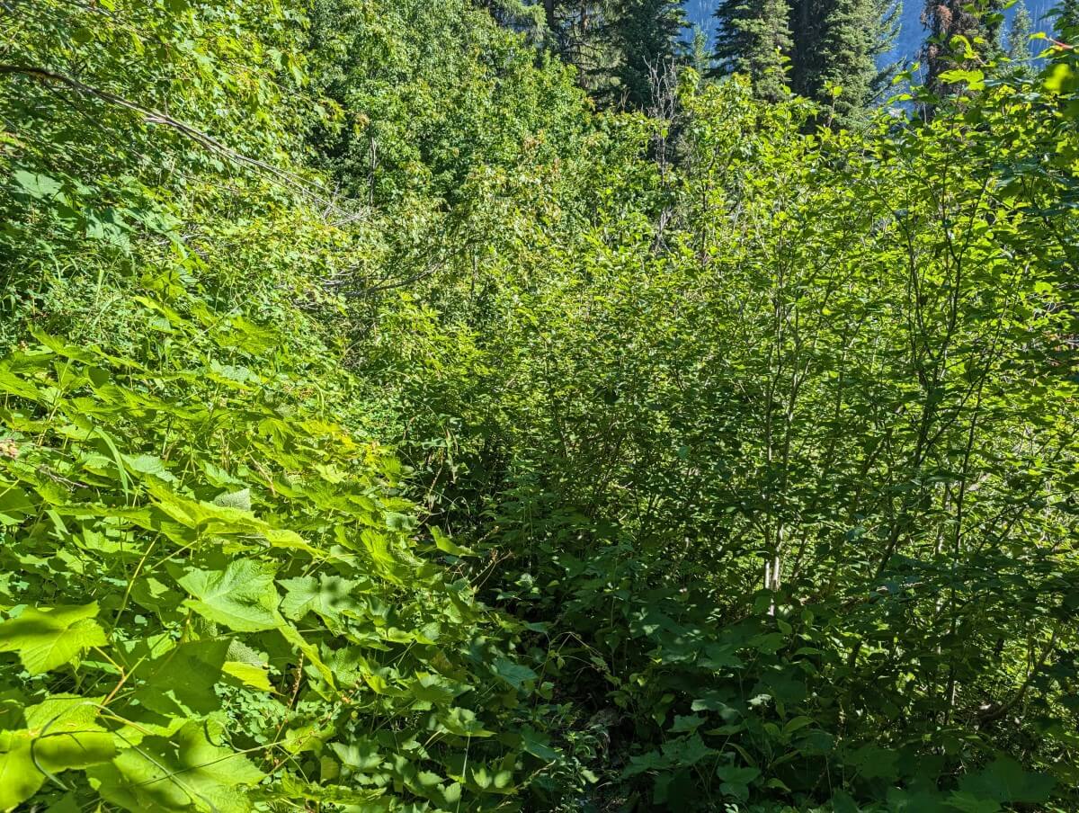Overgrown trail with high foliage - the dirt path is not visible