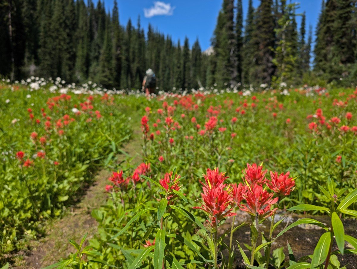 Close up of Indian Paintbrush wildflowers in Monashee Provincial Park with hiker walking away on dirt path to left