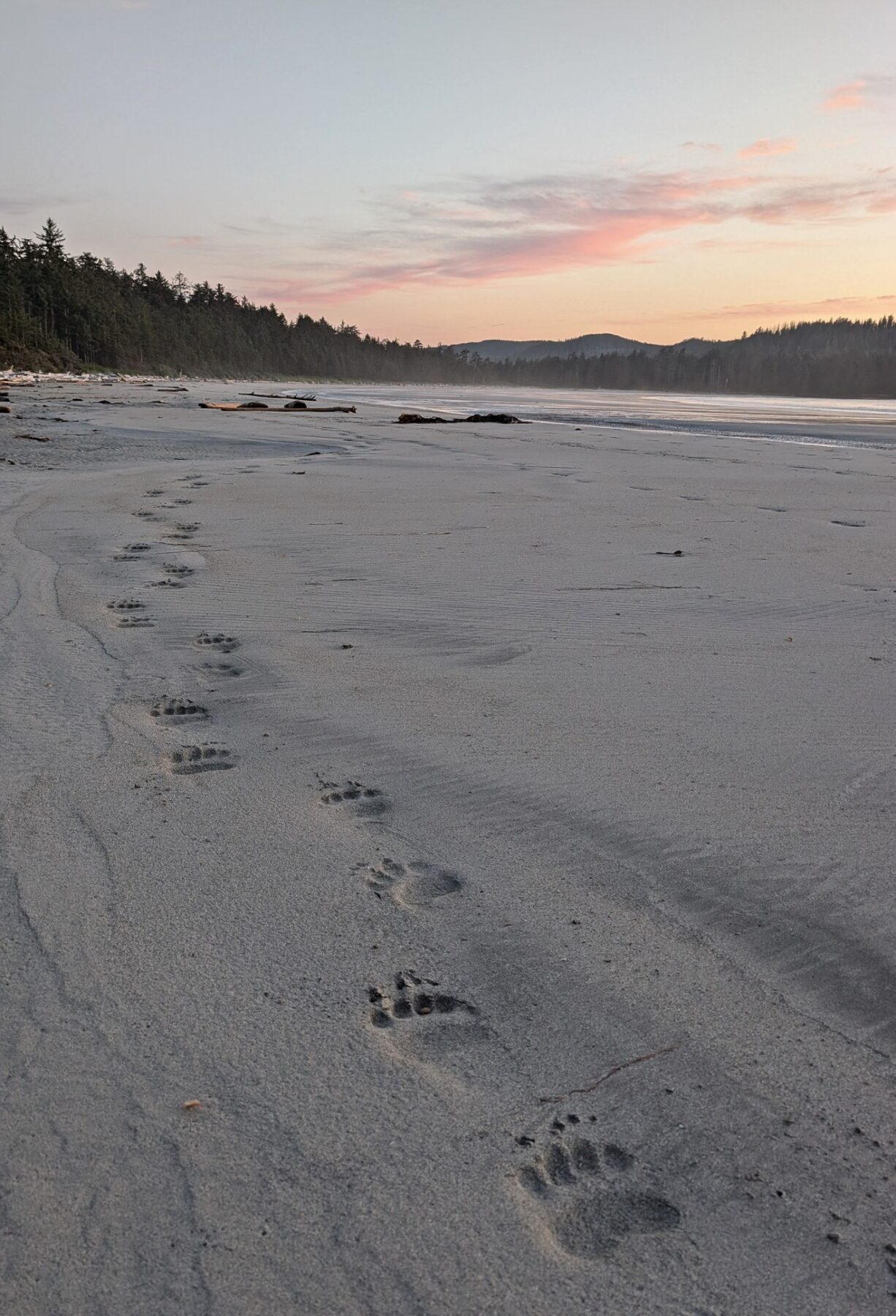 Bear track imprints on sandy beach at sunset at Nels Bight