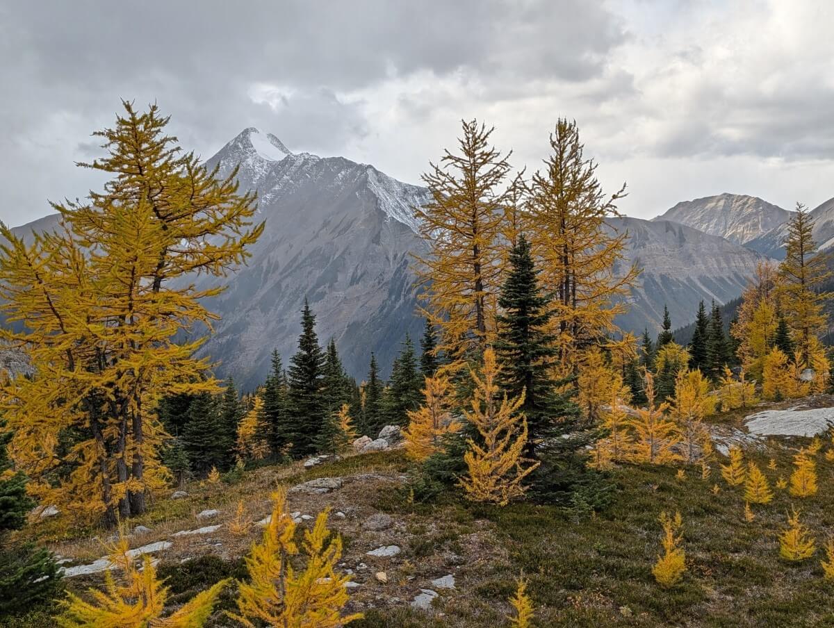 Subalpine landscape with scattered golden larch trees, backdropped by large snow capped mountain