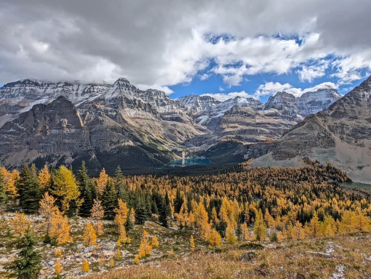 Golden larch forest in front of alpine view of Lake O'Hara core area, with small turquoise coloured Lake O'Hara in distance, surrounded by snow capped mountains