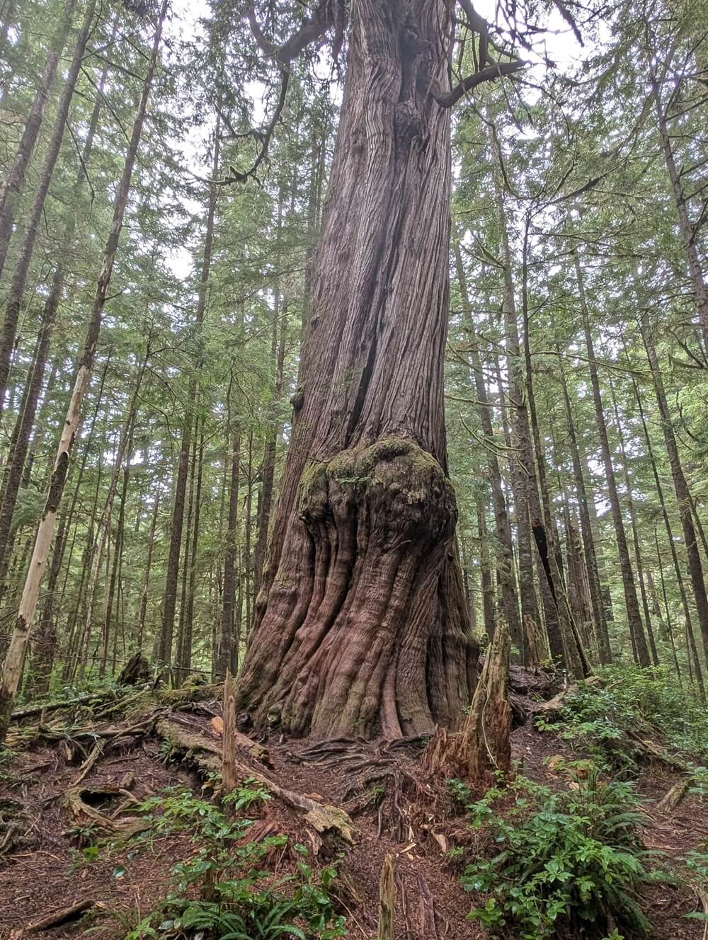 Looking up at old growth cedar tree with large burl growth. It is surrounded by smaller trees