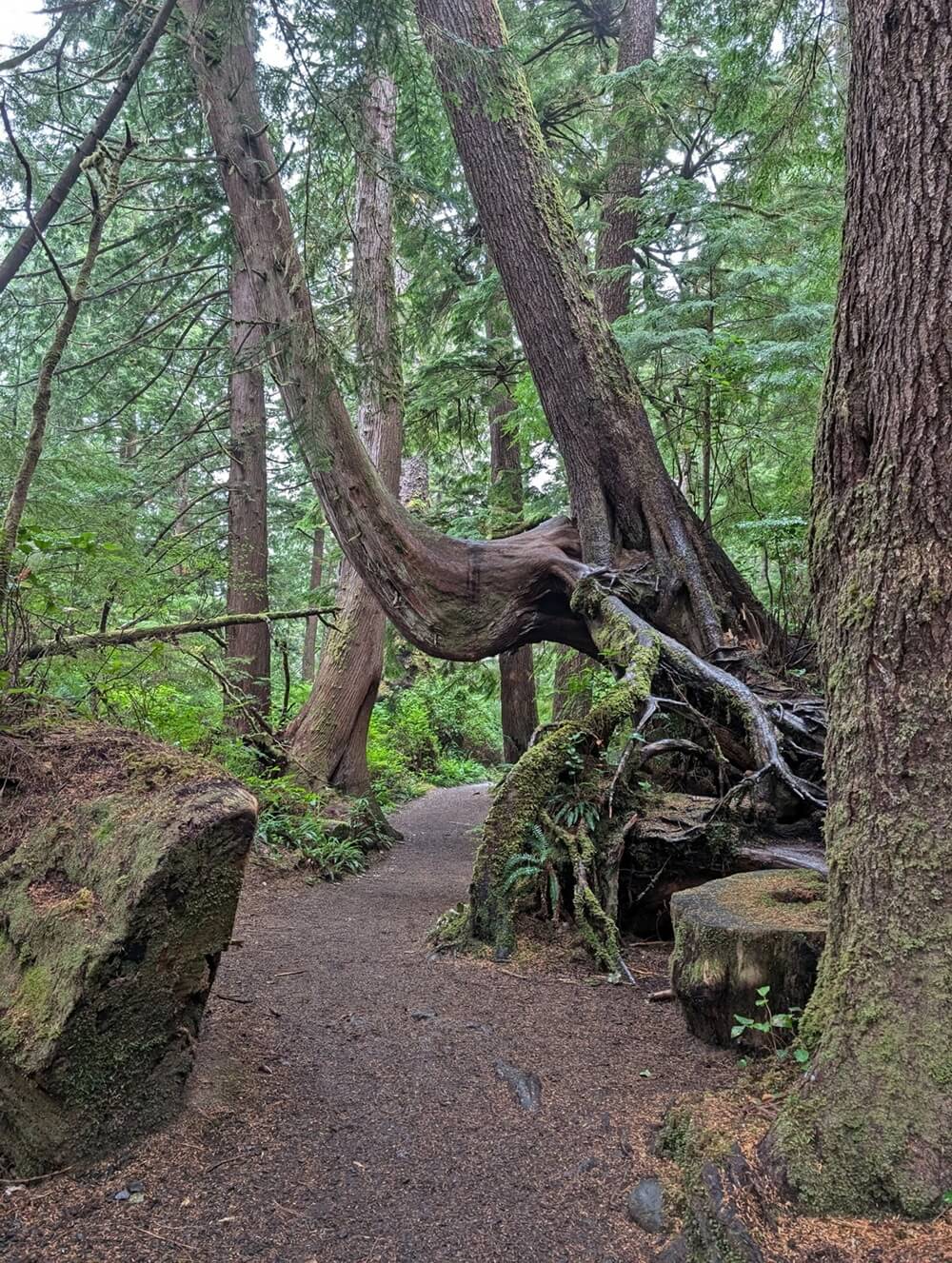 Large old growth tree roots and tree trunks veer onto the very flat san Josef bay trail
