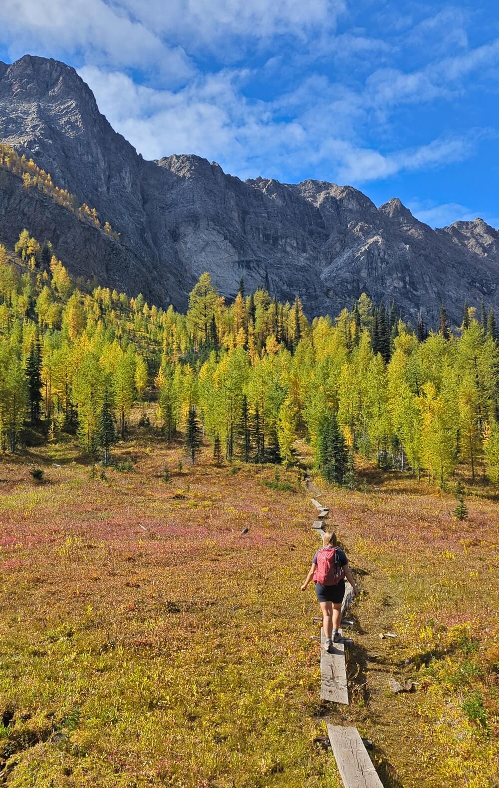 Back view of Gemma walking on boardwalk trail heading to Diana Lake trail, with golden larch trees in background and tall rock walls rising above