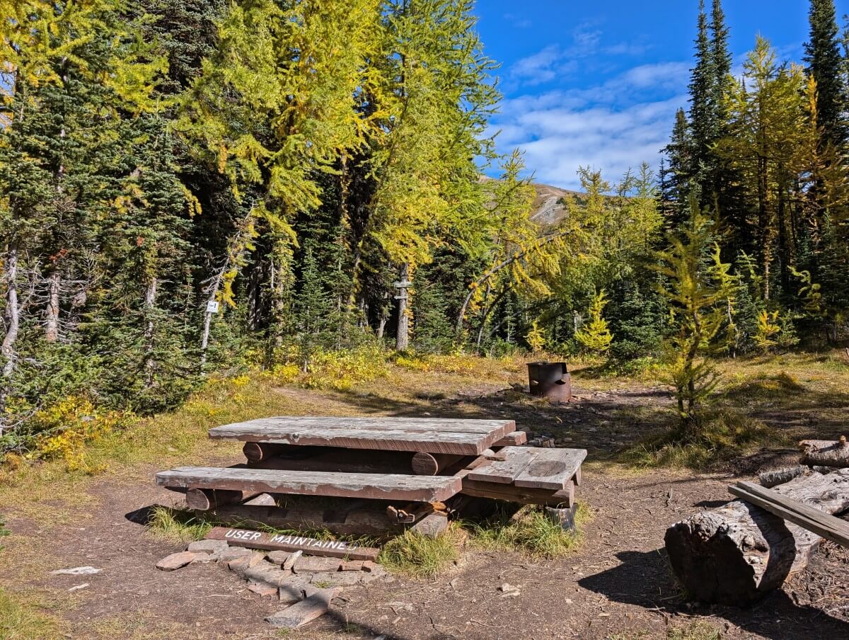A low picnic bench sits in a clearing surrounded by trees, some golden larch. There is a metal fire pit in the background