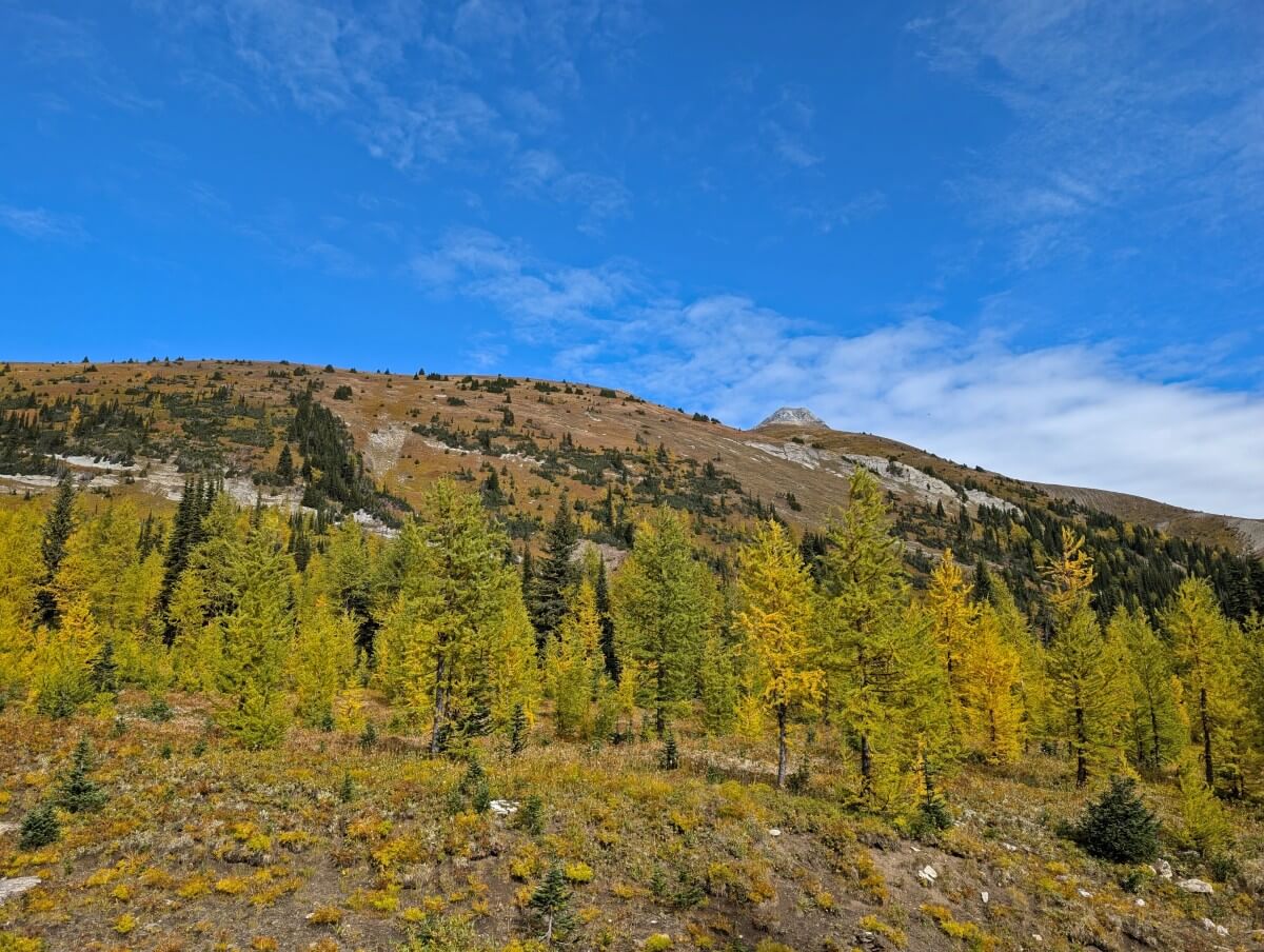 Looking up and beyondlarch forest to ridge above with the Judge peak to the right