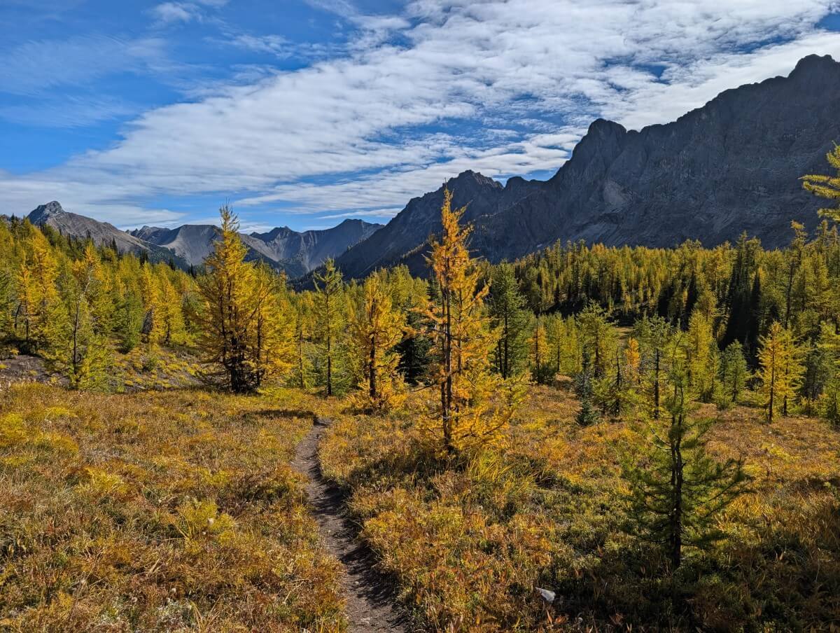 A dirt path leads through a meadow and larch forest area near Diana Lake, with most of the trees golden and large mountains rising up behind