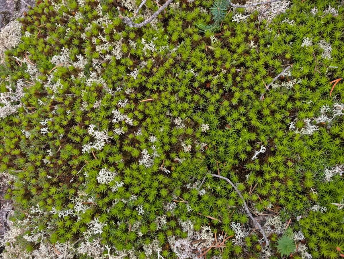 Overhead view of bright green and white moss and lichen in Wabakimi Provincial Park