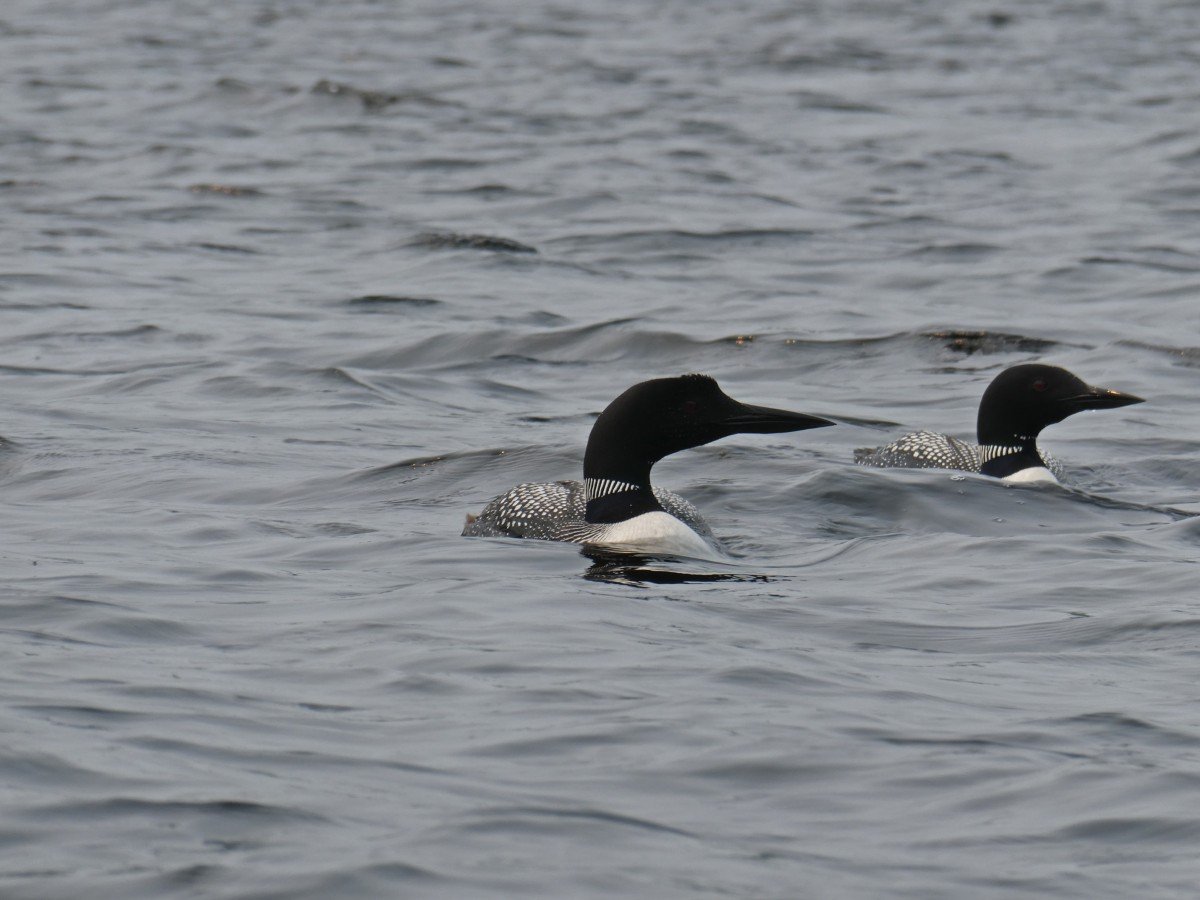 Close up of two loon birds (black heads, speckled feathers) on lake