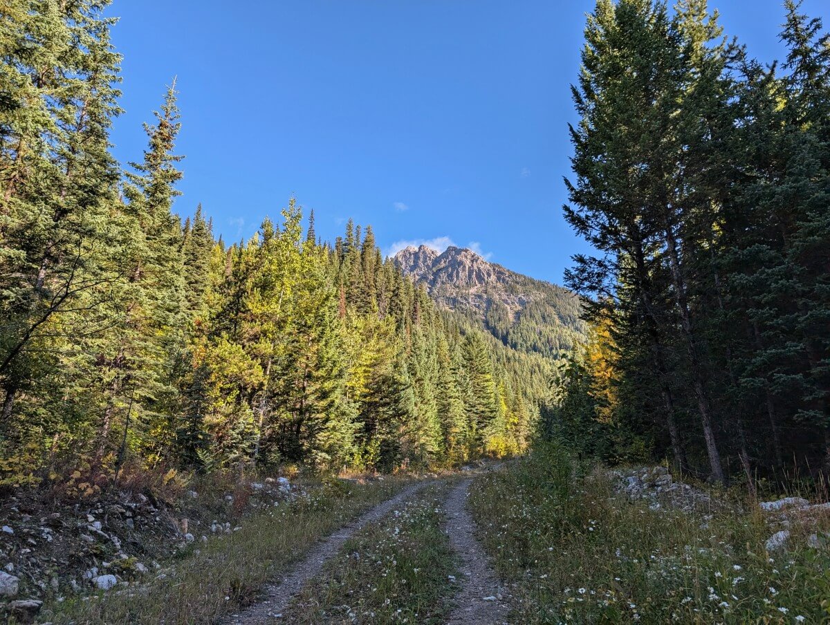 An old logging road runs through a forested area, backdropped by a mountain, part of the Diana Lake Trail