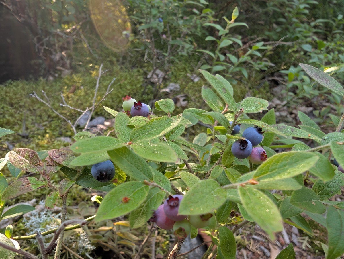 Close up of blueberry plants in Wabakimi Provincial Park