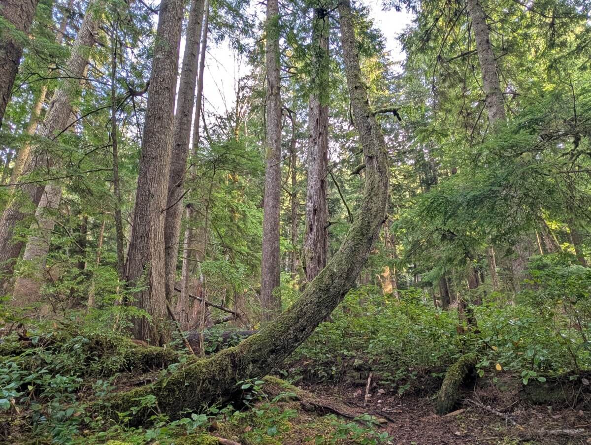 Old growth forest in North Vancouver Island, with mossy trees and salal. One tree is bending into the centre of the frame