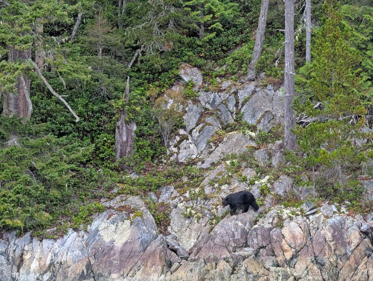A black bear is scaling down cliff face on the shoreline of Knight Inlet, with foliage and trees visible above rock cliffs