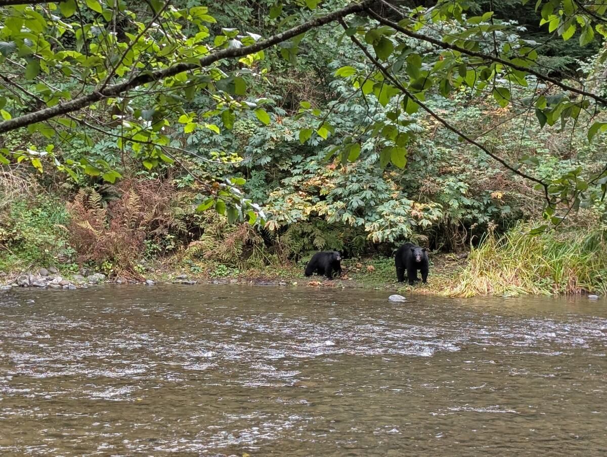 Mother black bear and cub on other side of the river in Quinsam Campground in Campbell River