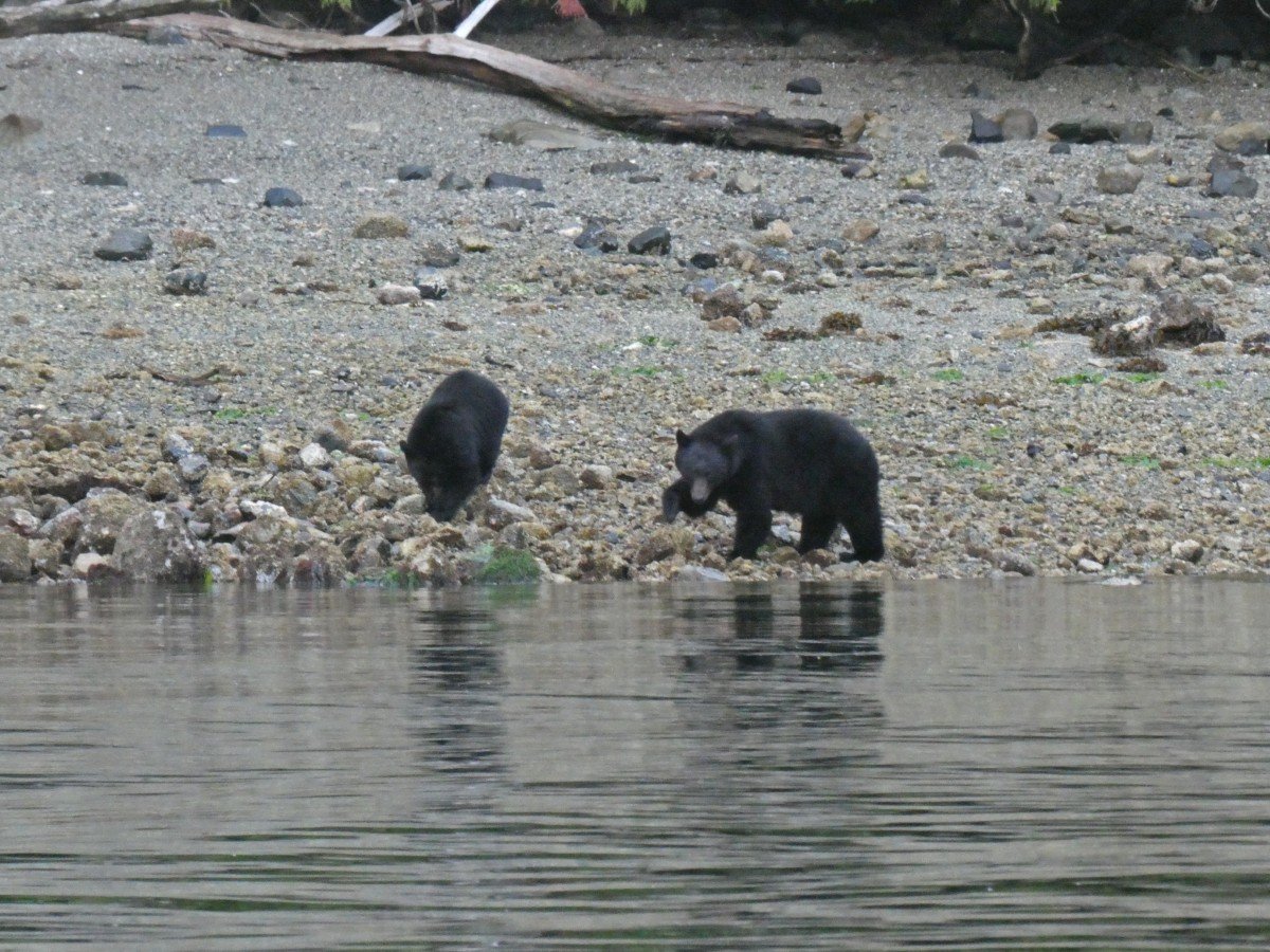 Close up of two black bears foraging on rocky beach near Tofino. One bear is bigger than the other