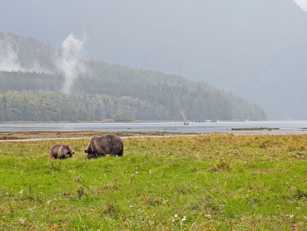 Close up of two grizzly bears (mother and cub) in grassy area in Knight Inlet, with backdrop of forest and misty mountains