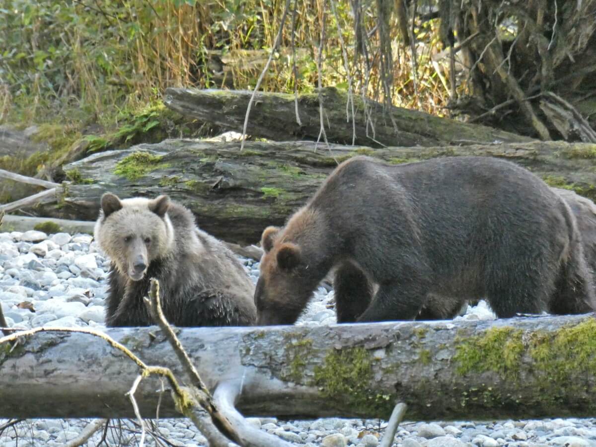 Close up of mother grizzly bear and cub (with a light face) behind a horizontal log next to the Orford River