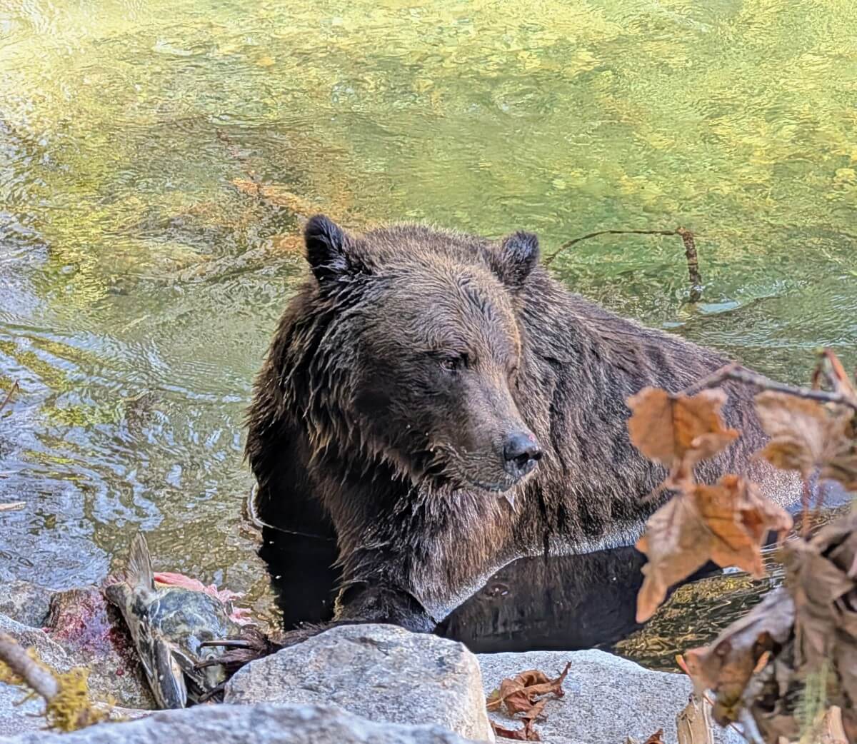 Close up of grizzly bear on grizzly watching tour from Campbell River, in the Orford River in Bute Inlet
