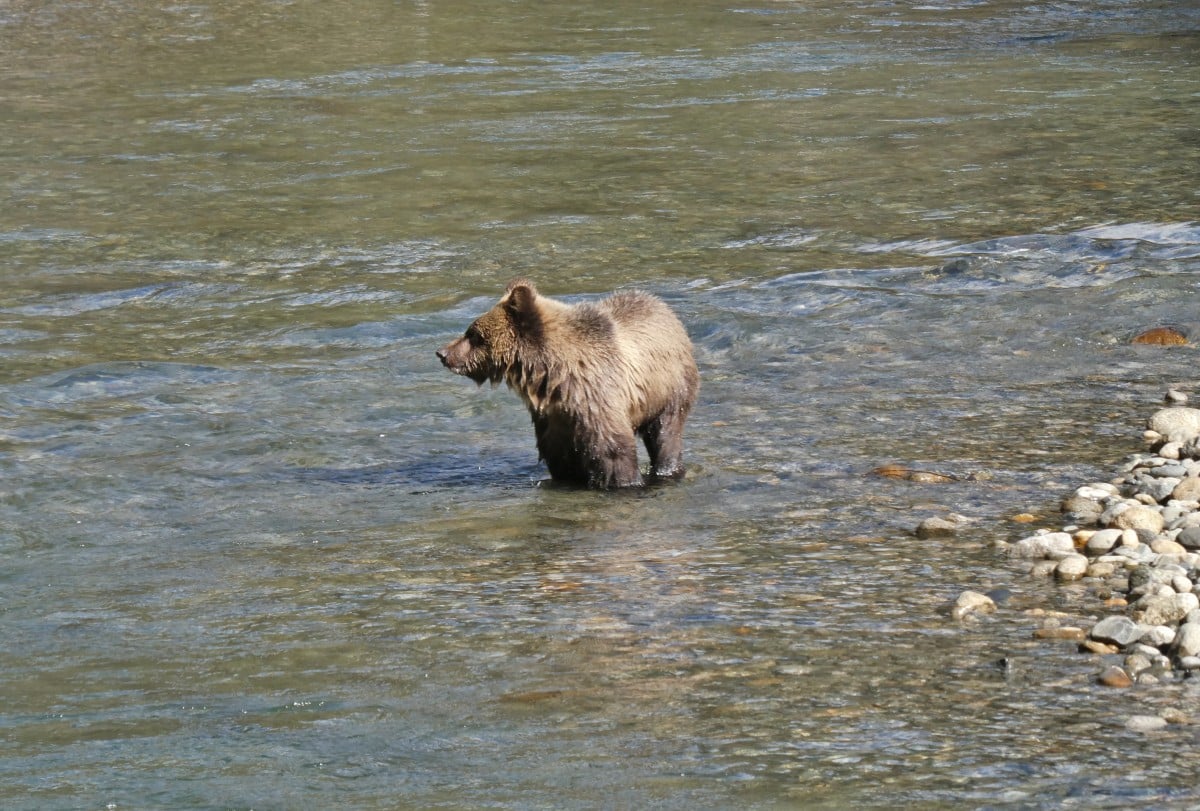 Close up of grizzly bear cub standing in the river