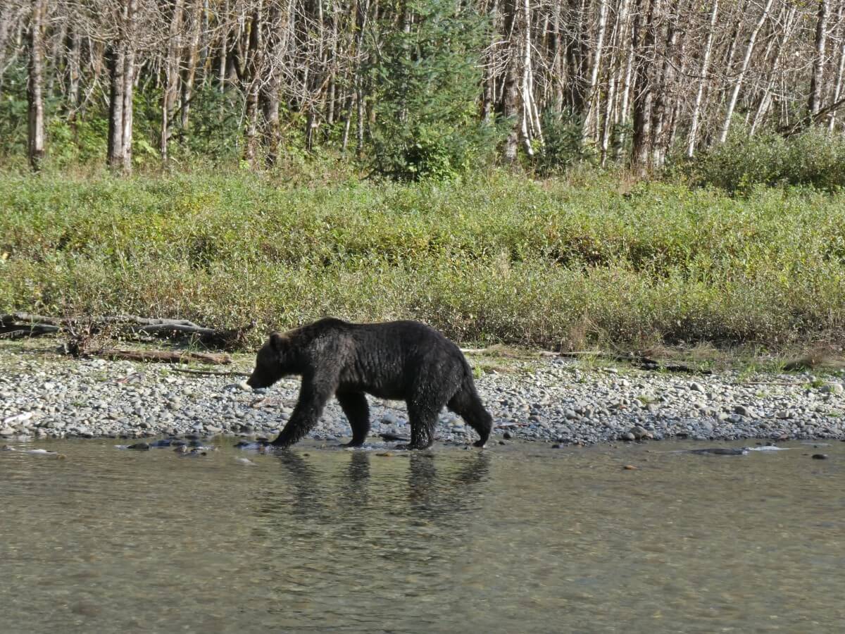 Side view of grizzly walking along the edge of the Orford River, Bute Inlet