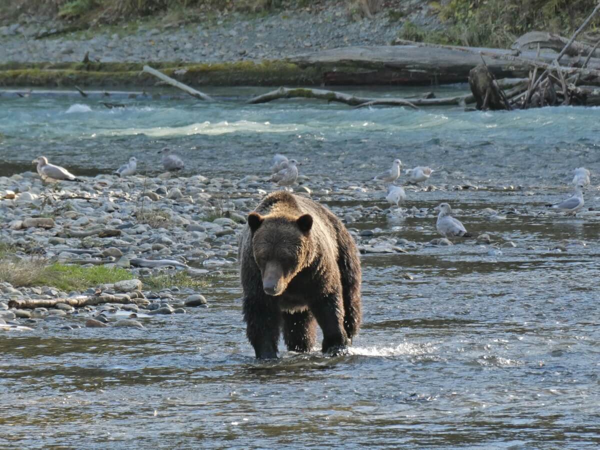 Close up of grizzly bear walking through Orford River, with around a dozen gulls in background