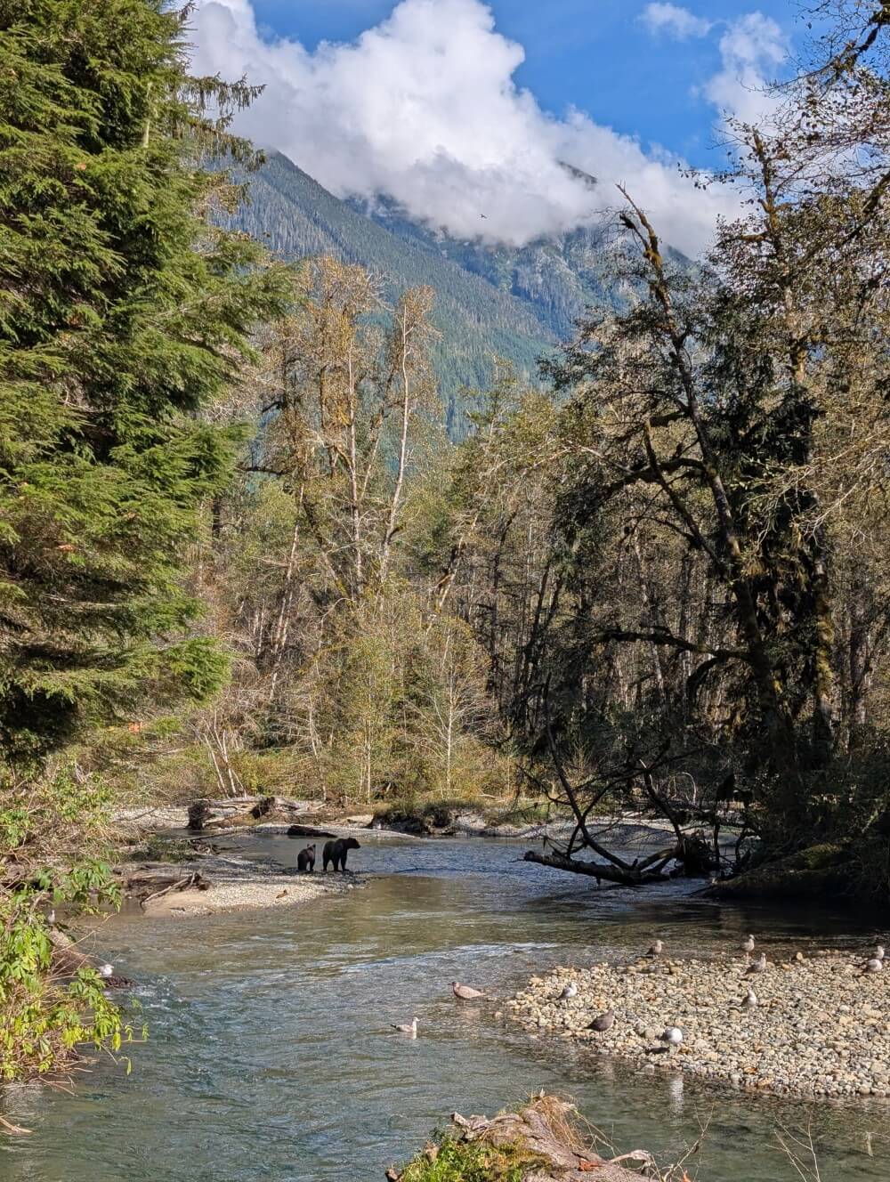 Distant view of two grizzly bears standing on rocks next to the river, looking ahead