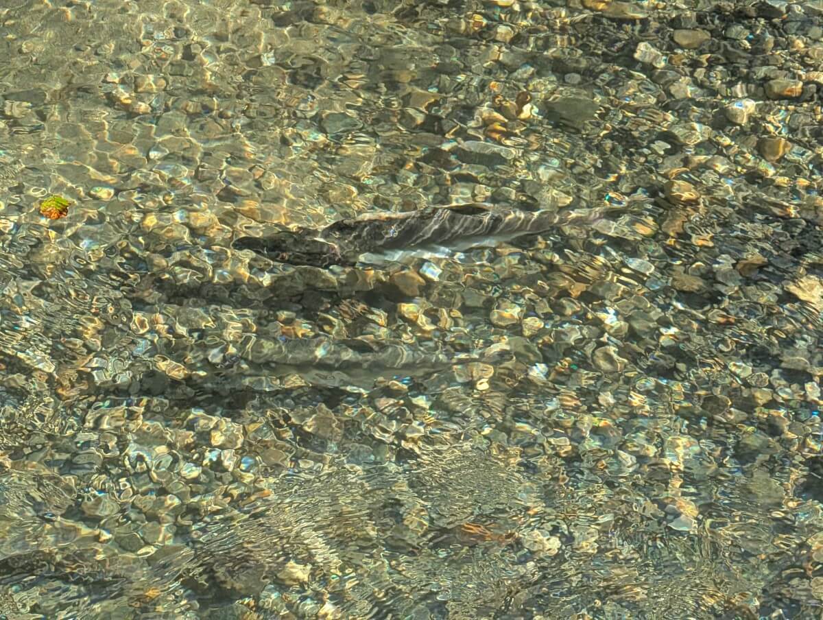 Close up of two large salmon in clear river in Bute Inlet