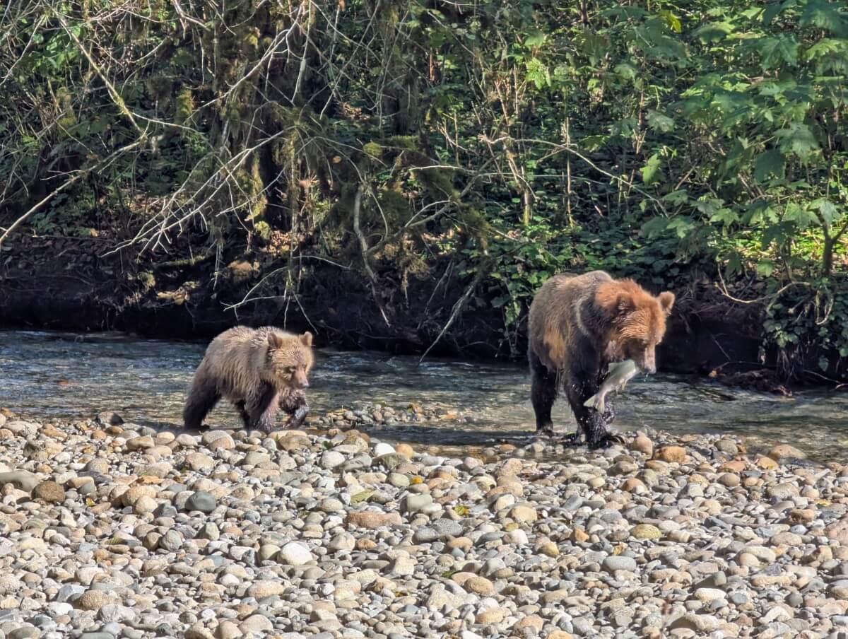 Close up of two grizzly bears on rocks in the riverbed, one mother and cub. The mother is holding a salmon in its mouth