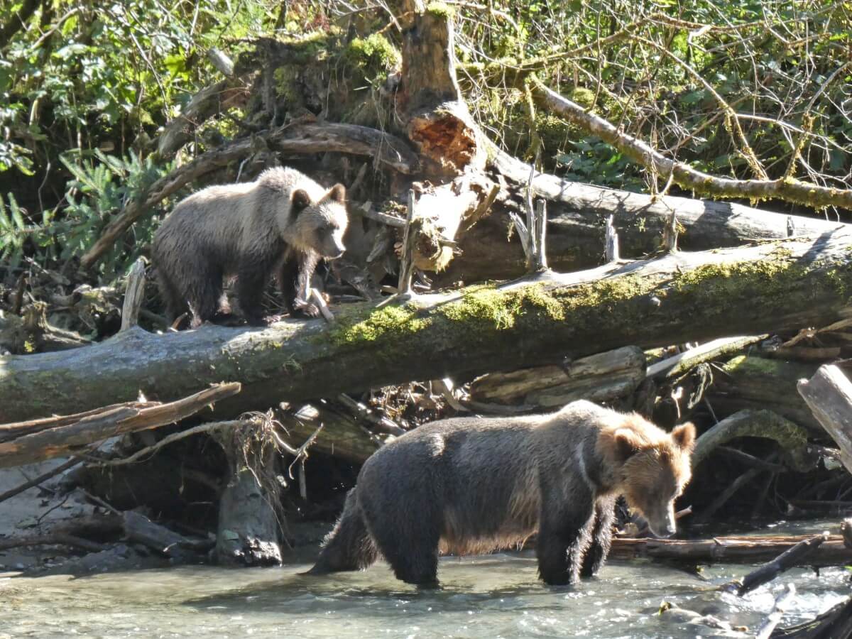 Close up of mother and cub grizzly - the mother is standing in the river looking down at the salmon while the cub is standing on a horizontal log above the river