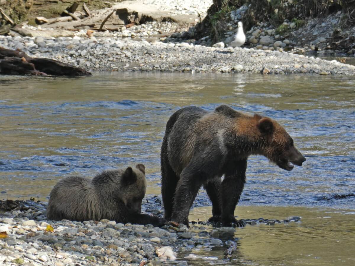 Close up of mother and cub grizzly bears on rocks next to river. The cub is concentrating on eating salmon while the mother is looking to the side of the river