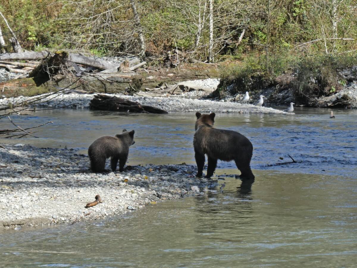 Close up of two grizzly bears looking away from camera, on the banks of the Orford River