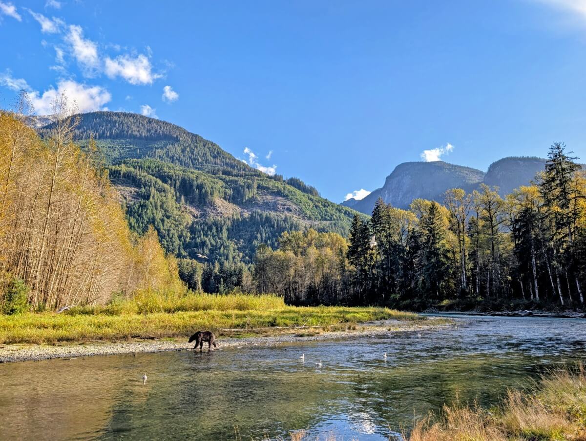 A grizzly bear walks by on the Orford RIver, with yellow tinged trees and mountain scenery in background