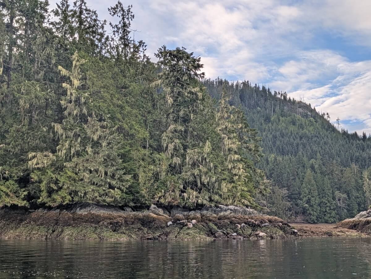 Side view of seaweed covered rock headland near Tofino, backdropped by forest