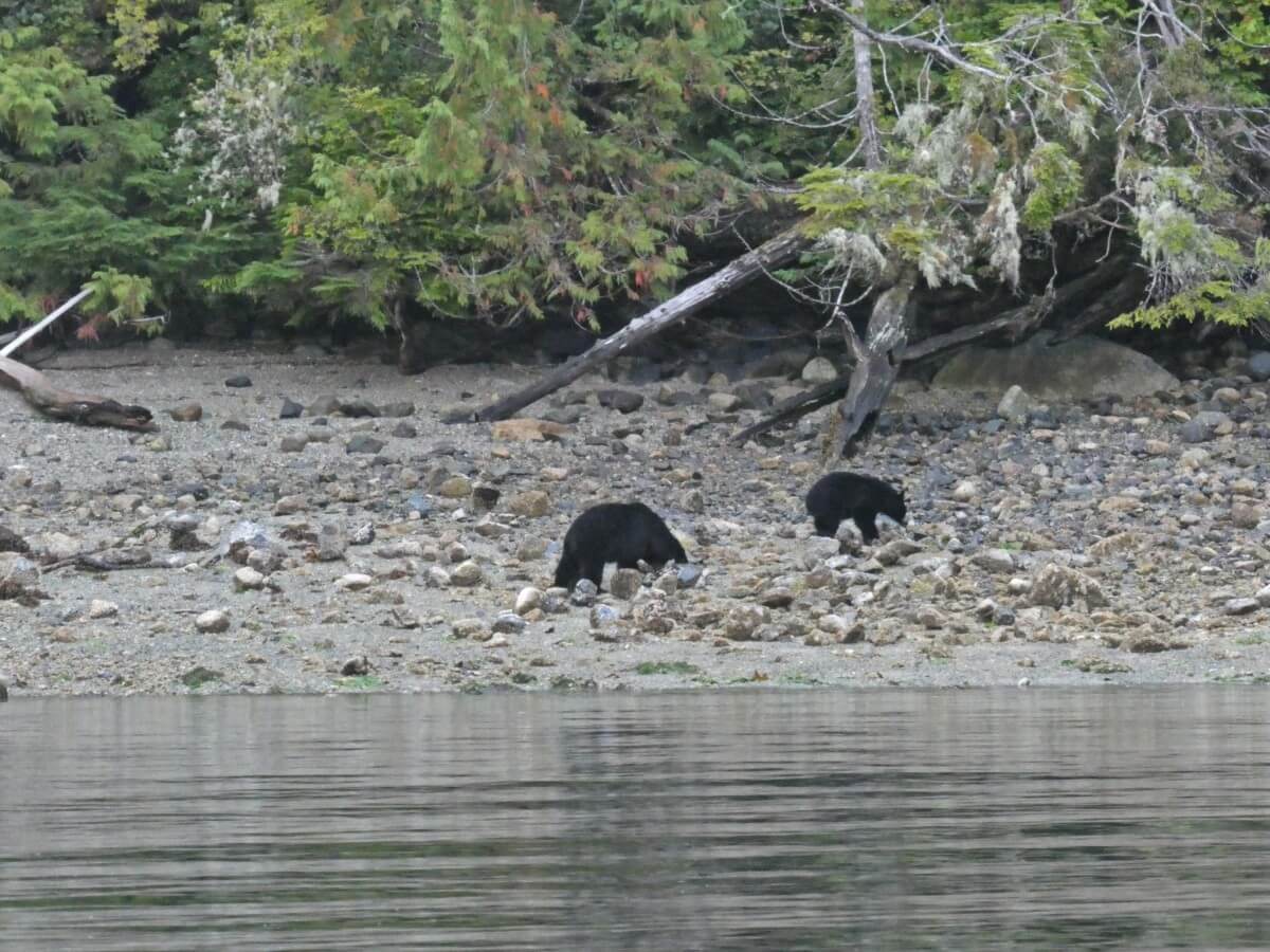 Boat view of two black bears on beach in Tofino area, both foraging in the rocks. One bear is larger than the other.