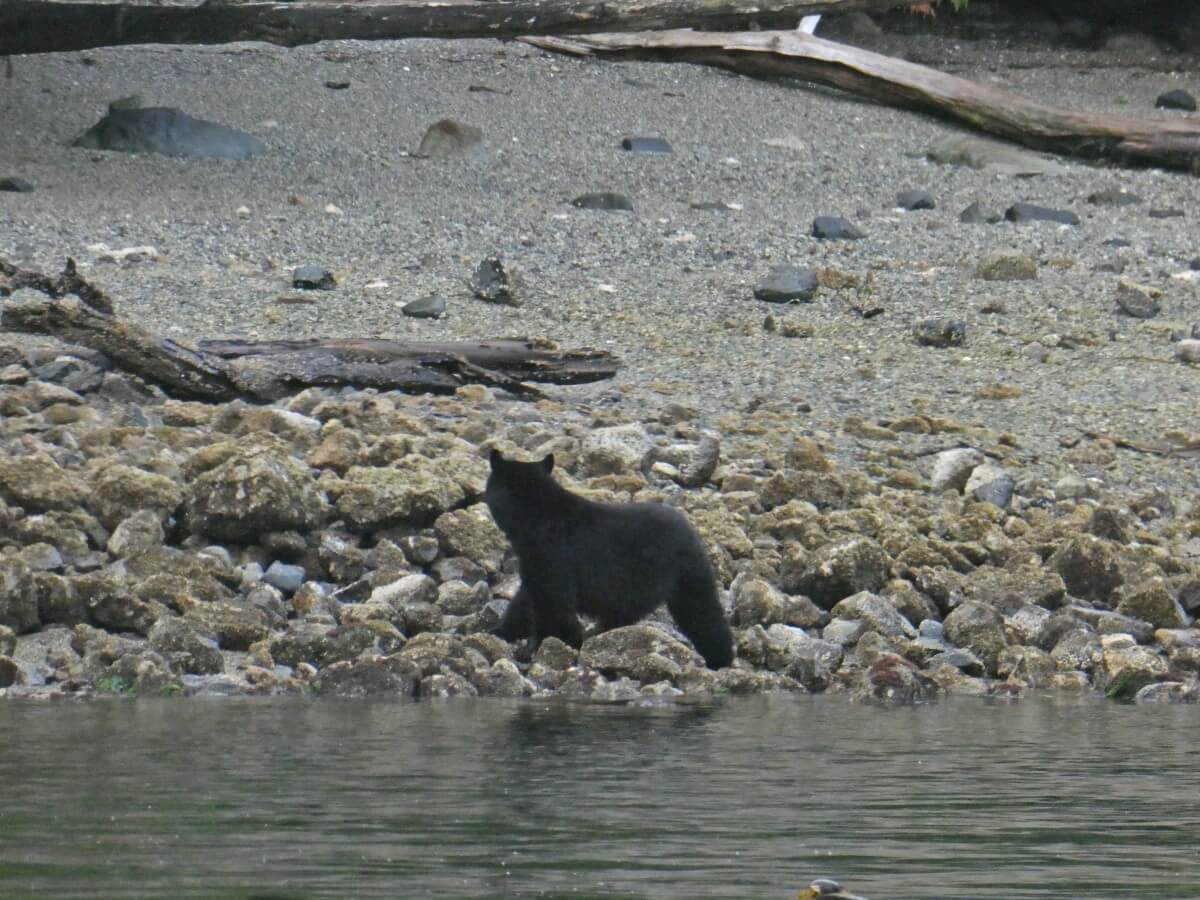 Close up of black bear on rocky beach in Tofino. It is standing looking away from the camera, with ears alert