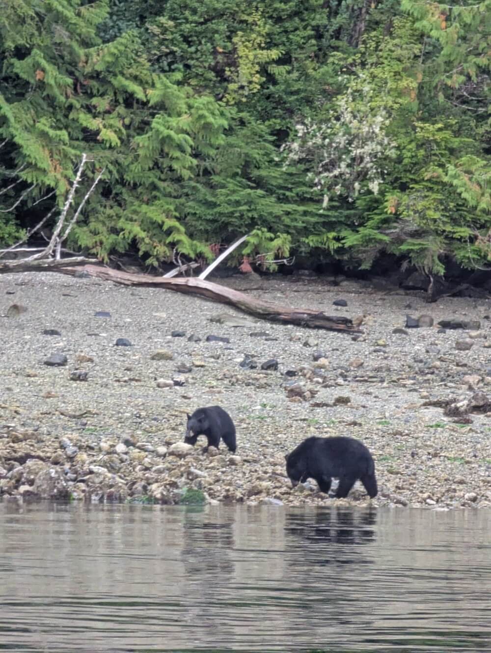 Boat view of two black bears on beach in Tofino area, both foraging in the rocks. One bear is larger than the other.