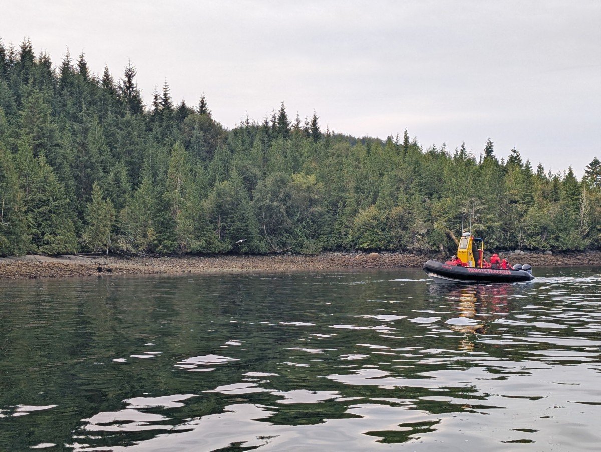 Boat view of two black bears on beach with Zodiac boat on right. The rocky beach is backdropped by thick forest