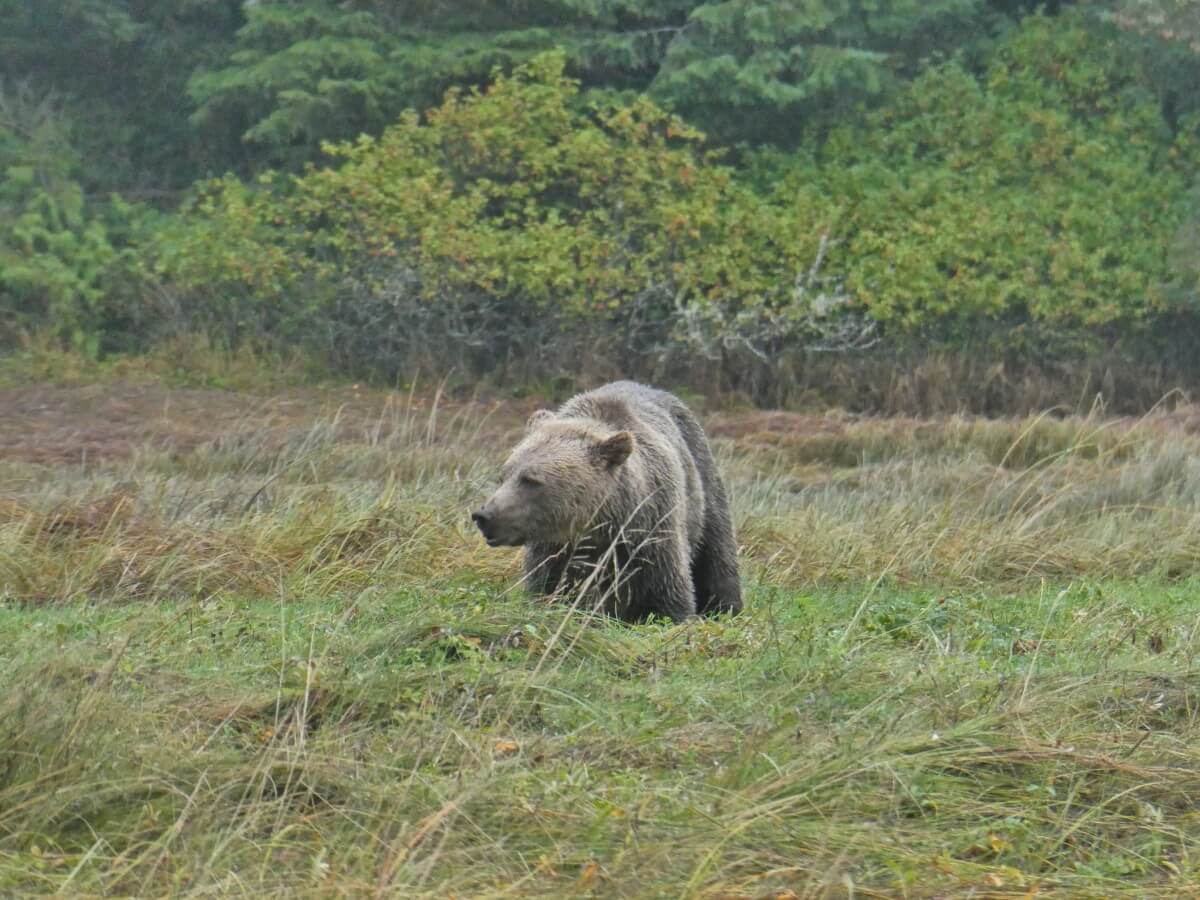 Close up of grizzly bear grazing in sedge grass area in Glenmore Cove, Knight Inlet, as seen on Telegraph Cove bear watching tour
